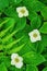 Three Bunchberry Blossoms and Fern