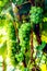 Three bunches of grapes growing on a bush and ripening in the summer sun