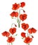 Three bunches of red poppy flowers collection