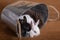 Three bunnies in a bucket