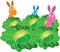 Three bunny rabbits in a cabbage patch