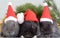 Three bunny in santa hat