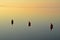 Three buoys in calm water in golden evening light.