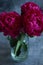 Three burgundy peonies in a vase