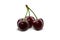 Three burgundy sweet cherries with stems isolated on white background. Close up, side view