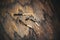 Three burnt-out thin matches lie on an old wooden table