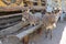 Three Burros in Oatman, Arizona on world-famous U.S. Route 66