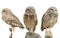 Three Burrowing Owls