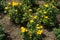 Three bushes of amber yellow Chrysanthemum in bloom