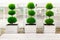 Three bushes trimmed in the form of balls on top of each other in large white wooden flower pots on background of a fence.