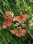 three butterflies on a flower