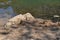 Three butterflies on the Roanoke River