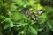 Three butterflies sit on a plant