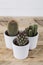 Three cactus plants in pots