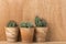 Three cactus plants in terra cotta flower pots in front of wooden wall