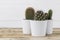 Three cactus plants in white pots