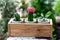 Three cactus pots in a wooden box