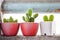 Three cactus trees in a small pot on the wall of the room at the balcony