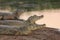 Three caimans at Pantanal