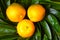 Three calamondin citrus fruits colse up