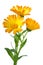 Three calendula flowers