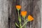 Three calendula marigold flowers on old wooden plank