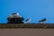 Three California Gulls on a roof