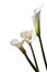 Three calla lilies