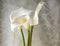 Three calla lilies