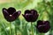 Three so called black tulips, hybrid Queen Of Night, sunbathing in afternoon spring sunshine.