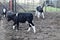 Three calves in a barn.