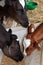 Three Calves Eating Together from a White Trough