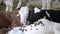 Three calves lie in a stall close up. Livestock animal