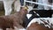 Three calves lie in a stall close up. Livestock animal