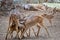 Three calves milking mother deer in Bannerghatta biological park, south India