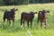 Three calves in pasture