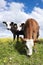 Three calves stand in grassy meadow with yellow flowers under blue sky