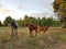 Three calves stood in the field