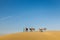 Three cameleers (camel drivers) with camels in dunes of Thar des