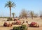 Three camels against palm trees