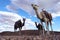 Three camels, Ouarzazate, Morocco