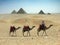 Three camels and pyramids