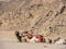 Three camels are resting near big brown stones, medium view. Mountain in egyptian desert. Selective soft focus. Blurred