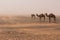 Three camels walk through the Erg Chebbi desert through a sandstorm, Morocco