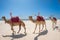 Three camels walking on the beach in Diani Beach, Kenya, watamu Zanzibar with turquoise water sea and white sand tropical backgrou