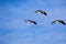 Three Canada Geese Branta canadensis flying