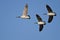 Three Canada Geese Flying in a Blue Sky