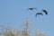 Three Canada Geese Landing in the Wetlands