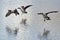 Three Canada Geese Landing on Winter Lake