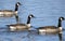 Three Canada Geese swimming on a blue Georgia lake